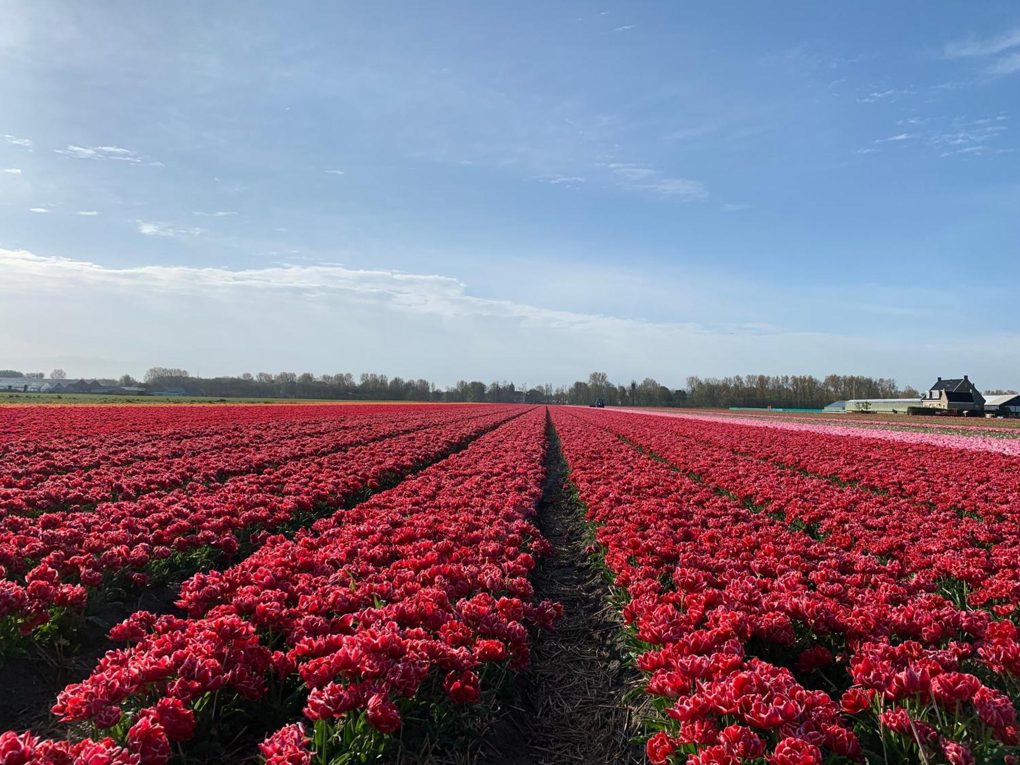 Het Oude Raadhuis Noordwijkerhout Eksteriør bilde